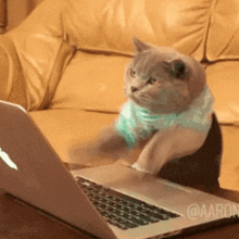 Cat typing furiously on keyboard