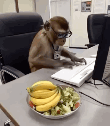 Monkey working at an office computer